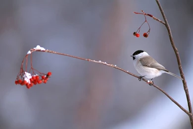 Best Cute Bird Wallpapers HD   Wallpapers Mela