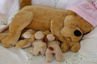 1600x900 Dog Puppy Toys Wallpapers