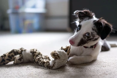 Dog, Animals, Toys, Depth Of Field Wallpapers HD