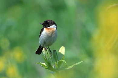 Cute Little Birds Wallpapers 3   Wallcoo.net