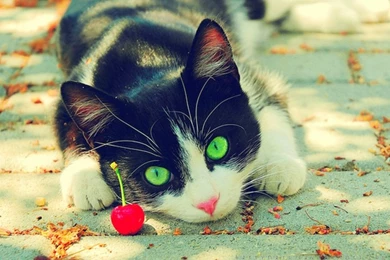 Cute Cat Beautiful Picture Cherries Toys Cats Free Download ...