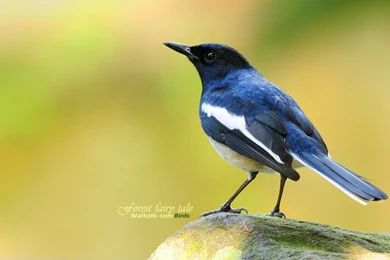 Cute Bird Wallpapers 18961   Birds Photo   Animal