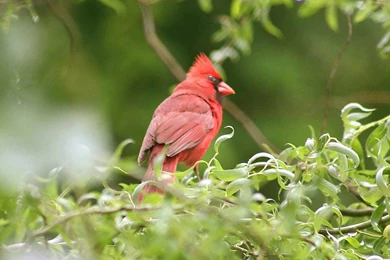 Cute Red Bird Wallpapers