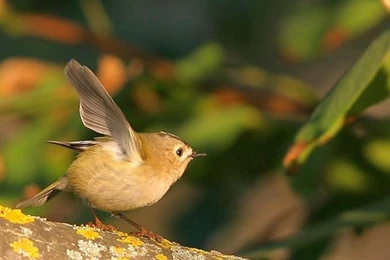 Cute Bird Wallpapers   (