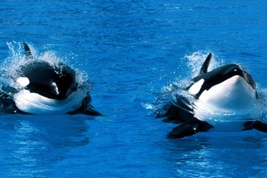 American Admiralty Books: MAN EATING ORCA VIDEO MYSTERY SOLVED