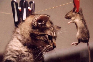 World's Funniest Wallpapers