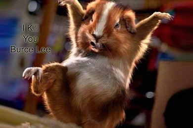 World Best Funny Wallpapers Amazing.jpg