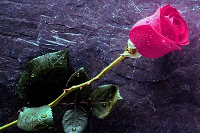 True Love Forever Hd Wallpapers