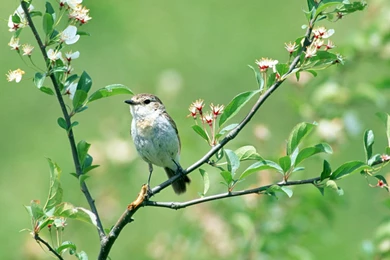 1280x1024 April May Desktop PC And Mac Wallpapers