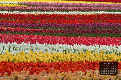 Free Desktop Calendar Wallpapers For May