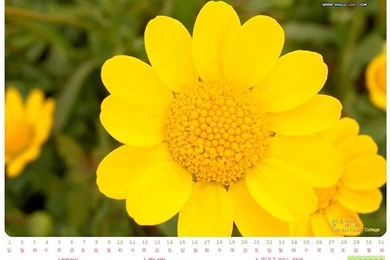 2005 May Calendar Wallpapers19   Wallcoo.net