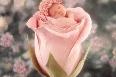 Very Cute Small Baby In Rose Flower Wallpapers   1024x768 IWallHD ...
