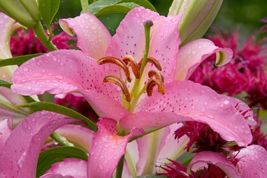 Flower Wallpapers 52037   Flower Wallpapers   Flowers