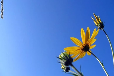 Good Backgrounds Pictures   Wallpapers Cave