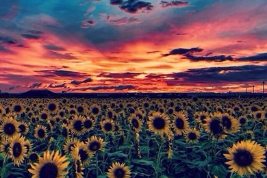 Sunflower Sunset Backgrounds Wallpapers