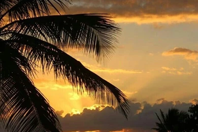 Palm Tree Sunset Backgrounds