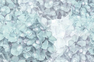 Hydrangea Wallpapers In Teal By Brett Design   Contemporary ...