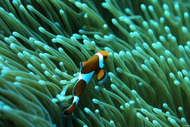 Top 10 Soothing, Blooming And Fresh Wallpapers For IPad, iPhone ...