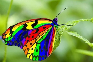 Rainbow Butterfly (