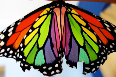 Rainbow Butterfly By Ziara13 On DeviantArt