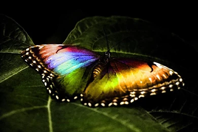 Amazing Rainbow Butterfly Computer Screen Saver. PC Desktop ...