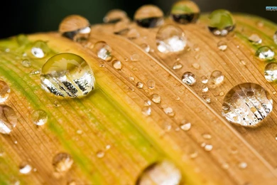 Water Drops On A Leaf Wallpapers   Photography Wallpapers
