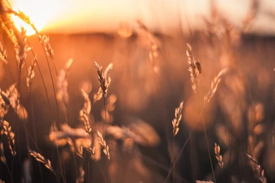 Golden Sun Rays Field HD Desktop Wallpapers : Widescreen : High ...