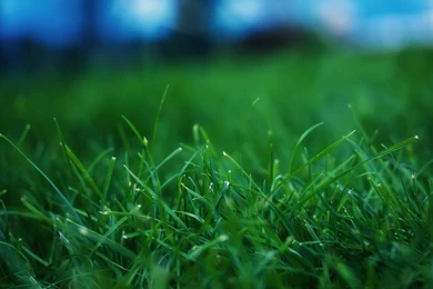 Green Grass Nature Widescreen HD Wallpapers Wallpapers   (