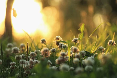 Nature Archives   Page 5 Of 15   HD Wallpapers Source