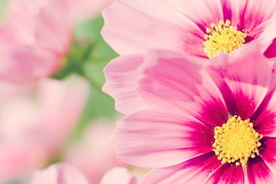 Pink Daisy 1366x768 Wallpapers, 1366x768 Wallpapers & Pictures ...