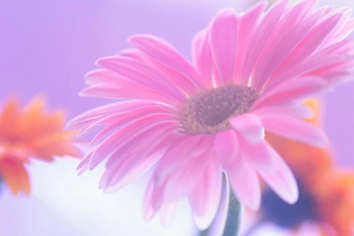 Pink Daisy Wallpapers   HD Wallpapers Lovely