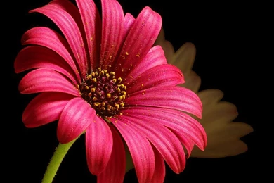 Wonderful Daisy Wallpapers