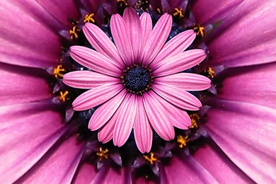 Daisy Wallpapers For Desktop Backgrounds   Flower