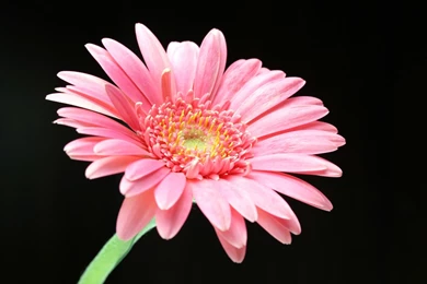 Pink Daisy Wallpapers