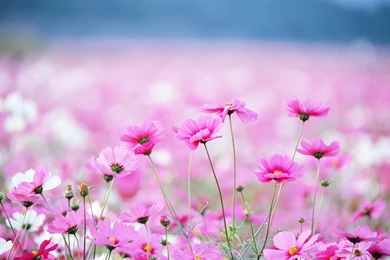 Pink Daisy In Summer Wallpapers And Images   Wallpapers, Pictures ...