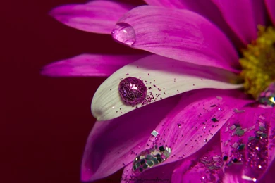 Pink Daisy Wallpapers By OneLittlePixel On DeviantArt