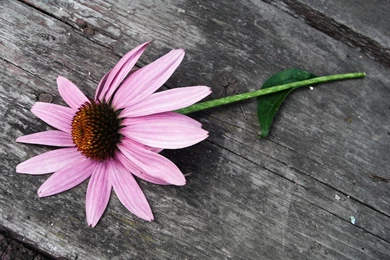 Pink Daisy Flower Wallpapers   2560x1600   1687889