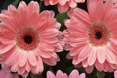 Pink Daisies