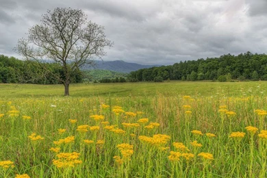 Rainy Day Background Images For PC ( Computer )