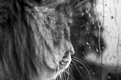 Rainy Day BW HD Desktop Wallpapers : Widescreen : High Definition ...