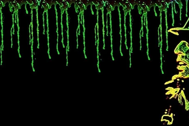 Alice Cooper Wallpapers By DanteDelacoix On DeviantArt