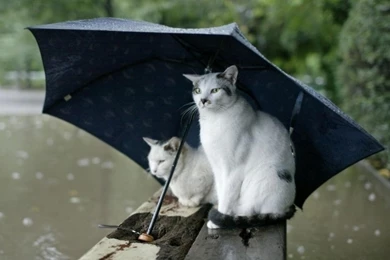 Rainy Day Wallpapers