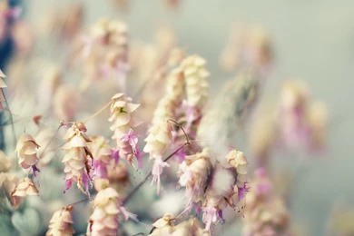 Nice Bridge Scene Mac Wallpapers Download