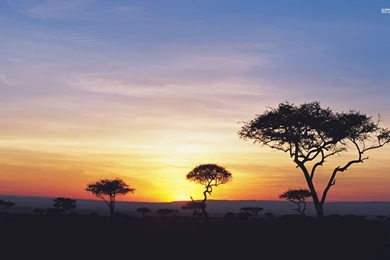 1680x1050 Dark Trees Nice Sunset Safari Desktop PC And Mac Wallpapers