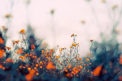 Hd Nature Wallpapers Mac