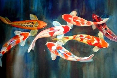 Koi Wallpapers   Animals Town