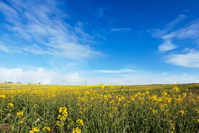 40 Free HD Retina Display iPad 3 Wallpapers