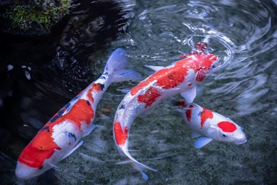 Koi