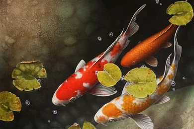 Koi Wallpapers For Walls