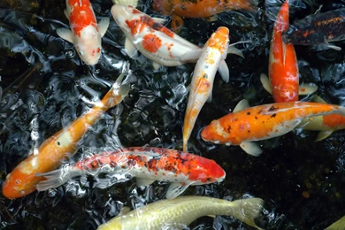 Koi Fish Pond   Wallpaper.